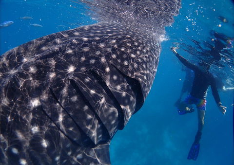 Coastal Water Dive - Attractions Melbourne 0