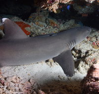 Coral Gardens - Attractions Melbourne