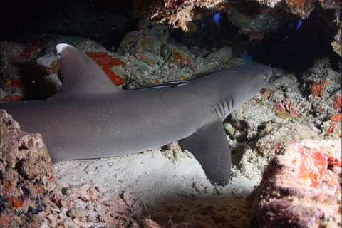 Coral Gardens - Attractions Melbourne 0