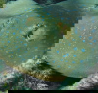 Fitzroy Island Dive Site - Attractions Melbourne