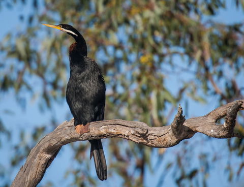 Greenough River Nature Trail - Attractions Melbourne 0