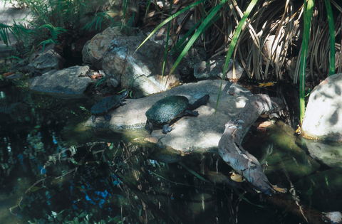 Howard Springs Nature Park - Attractions Melbourne 0