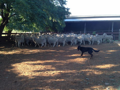 Kuriong Sheep Station - Attractions Melbourne 1