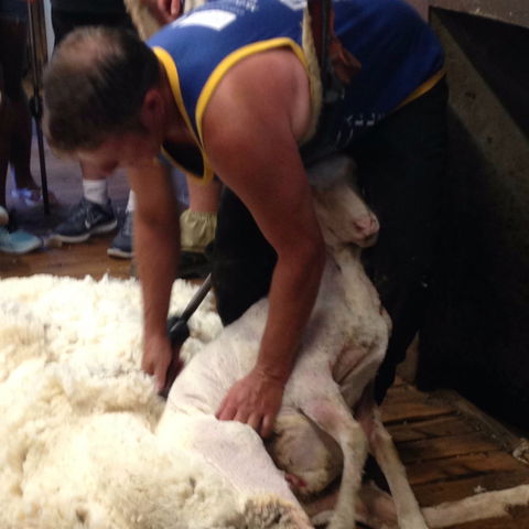 Kuriong Sheep Station - Attractions Melbourne 2