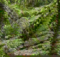 Lyrebird Walking Track - Attractions Melbourne