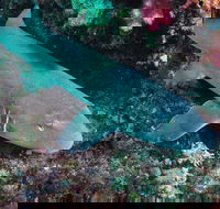 Middle Reef Dive Site - Attractions Melbourne