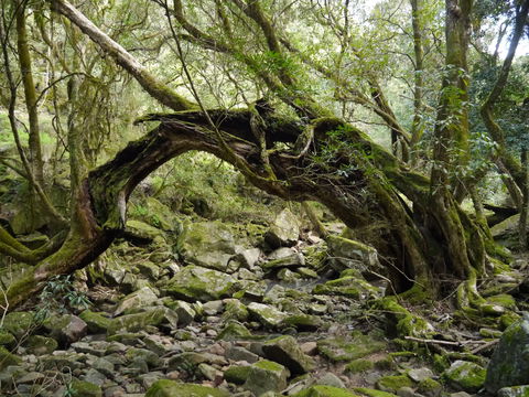 Mitchell River Walking Track - Attractions Melbourne 0