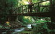 Natural Bridge Circuit, Springbrook National Park - thumb 1