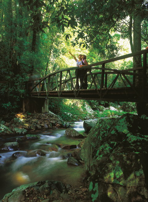 Natural Bridge Circuit, Springbrook National Park - Attractions Melbourne 1