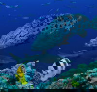 Osprey Reef - Attractions Melbourne