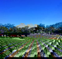 Palmview - Attractions Melbourne