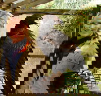 Raptor Domain
