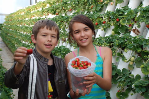 Ricardoes Tomatoes And Strawberries Farm, Port Macquarie - Attractions Melbourne 2
