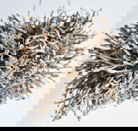 Serpentine Gallery - Attractions Melbourne