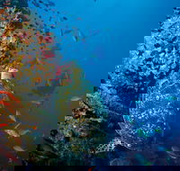 SS Yongala Dive Site - Attractions Melbourne