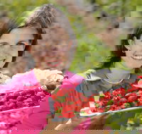 The Super Strawberry - Attractions Melbourne