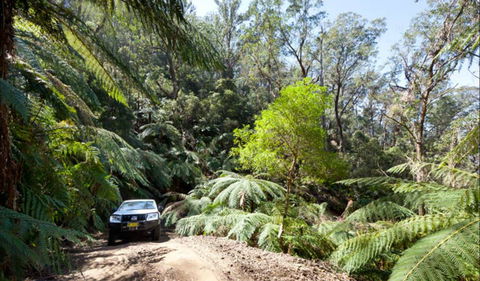 Wadbilliga Road Drive - Attractions Melbourne 0