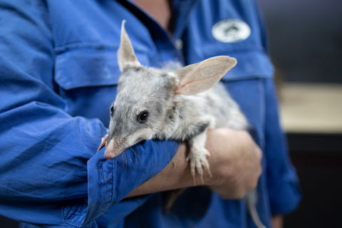 9 Day Outback Adventure - Attractions Melbourne 0