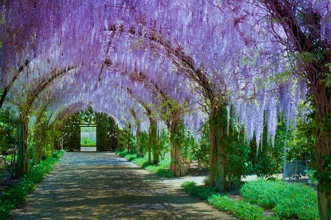 Alowyn Gardens And Nursery - Attractions Melbourne 0
