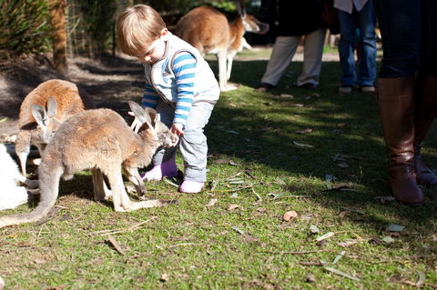 Animals And Family Fun - Attractions Melbourne 1