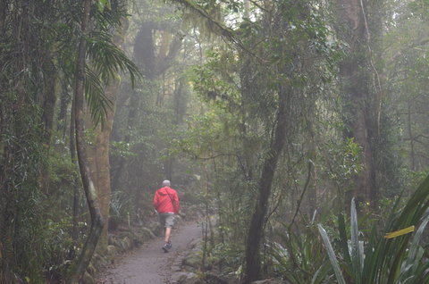 Best Of All Lookout Track, Springbrook National Park - Attractions Melbourne 1