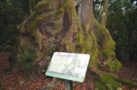 Best Of All Lookout Track, Springbrook National Park - Attractions Melbourne 2