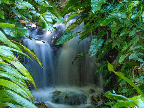 Brisbane Botanic Gardens Mount Coot-tha - Attractions Melbourne 1