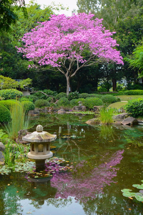 Brisbane Botanic Gardens Mount Coot-tha - Attractions Melbourne 2