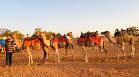 Broken Hill Camels - Attractions Melbourne 0