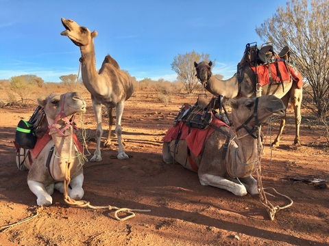 Broken Hill Camels - Attractions Melbourne 1