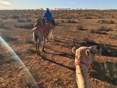 Broken Hill Camels - Attractions Melbourne 2