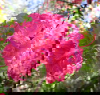 Campbell Rhododendron Gardens - Attractions Melbourne