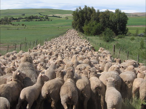 Curringa Farm - Accommodation And Farm Tours - Attractions Melbourne 0