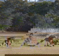 Great Nature Trail - Attractions Melbourne