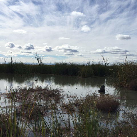 Gwydir Wetlands Moree - Attractions Melbourne 0