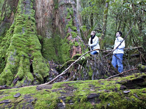 Hastings Caves And Thermal Springs - Attractions Melbourne 2