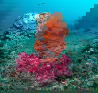 HMAS Brisbane Dive Site - Attractions Melbourne