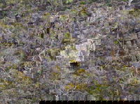 Horsnell Gully and Giles Conservation Parks
