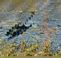 Lake Apex Park - Attractions Melbourne