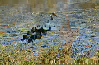 Lake Apex Park