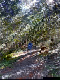 Lyrebird Circuit Walk