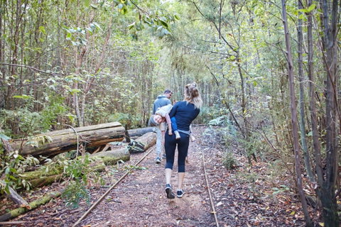 Lyrebird Circuit Walk - Attractions Melbourne 1