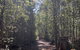 Lyrebird Circuit Walk - thumb 2