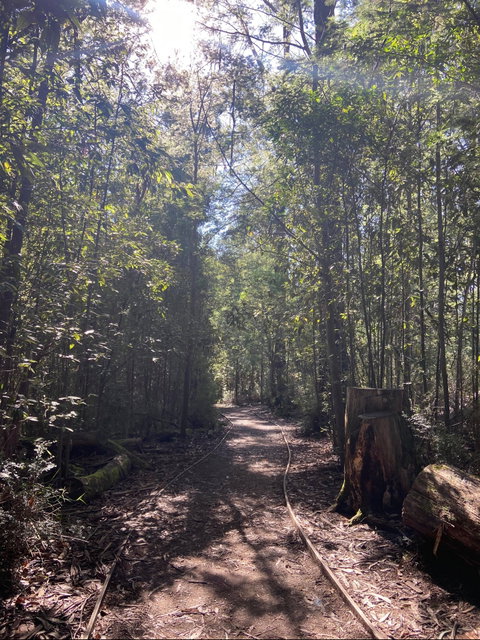 Lyrebird Circuit Walk - Attractions Melbourne 2