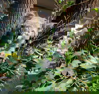 Macadamia Castle - Attractions Melbourne