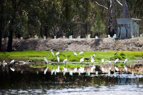 Narrandera Wetlands - Attractions Melbourne 1