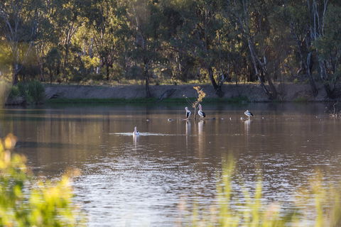 Narrandera Wetlands - Attractions Melbourne 2
