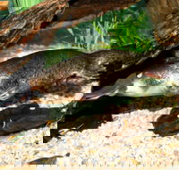 Platypus House - Attractions Melbourne