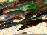 Platypus House