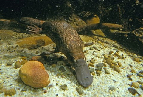 Platypus Pool - Attractions Melbourne 0